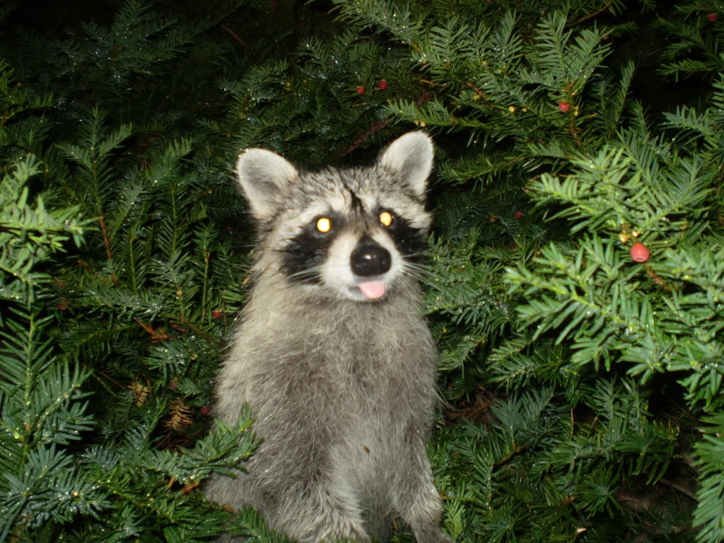 Funny Raccoon with Tongue Out