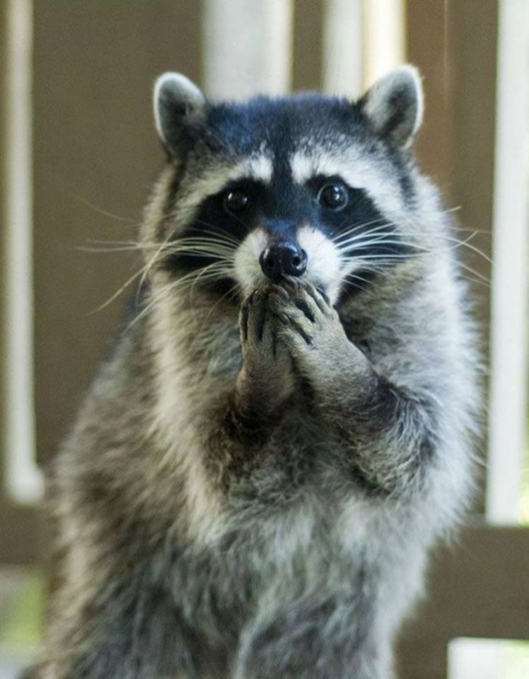 Shocked Raccoon