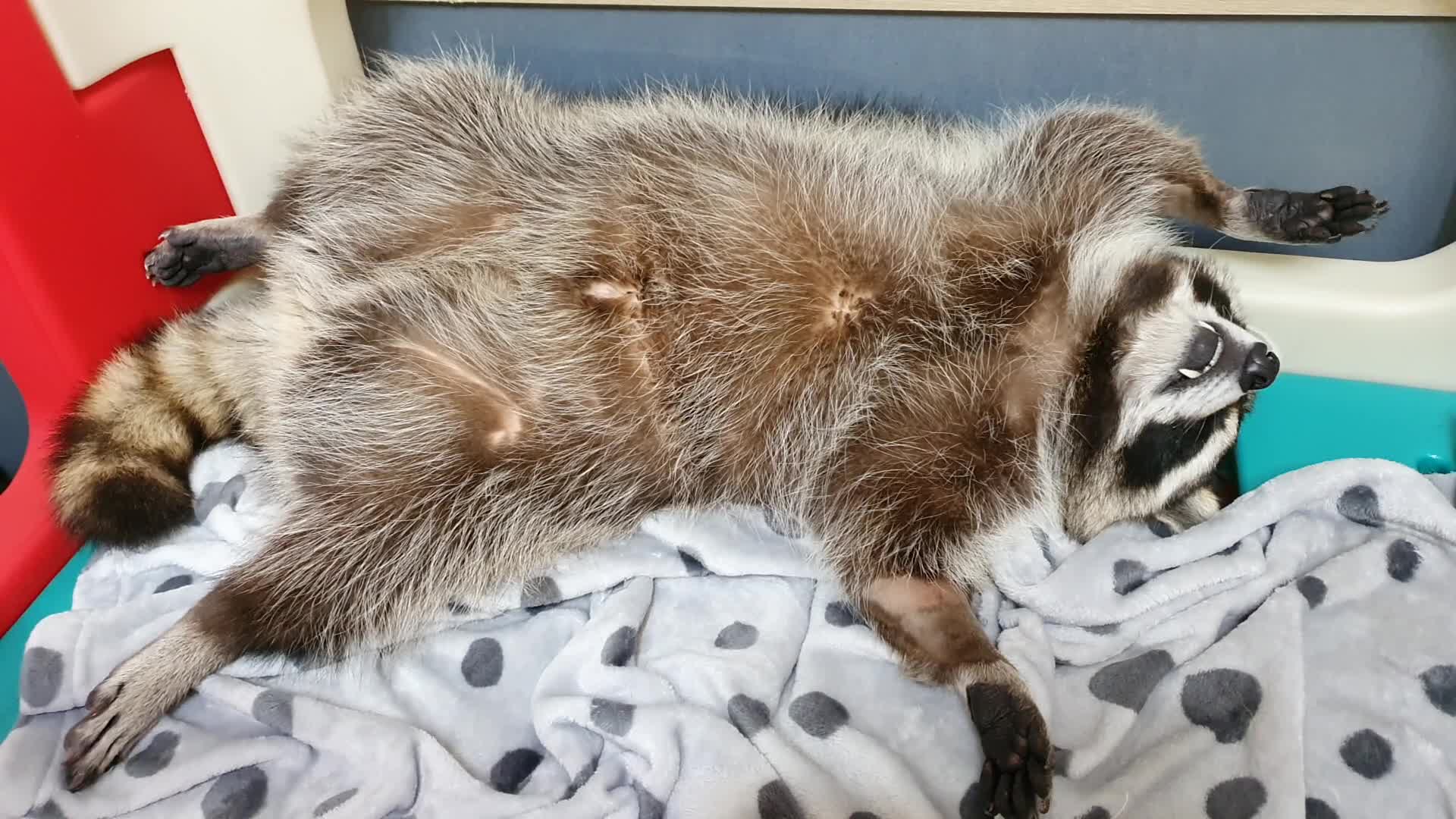 Raccoon sleeping