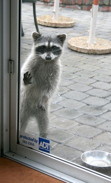 Raccoon with paw on door