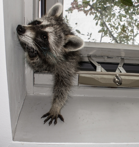 Raccoon climbing through door