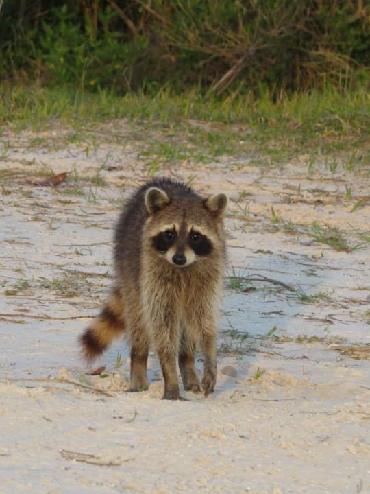 Raccoon on sand
