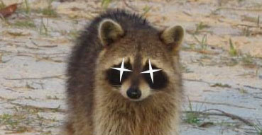 Raccoon saprkling eyes