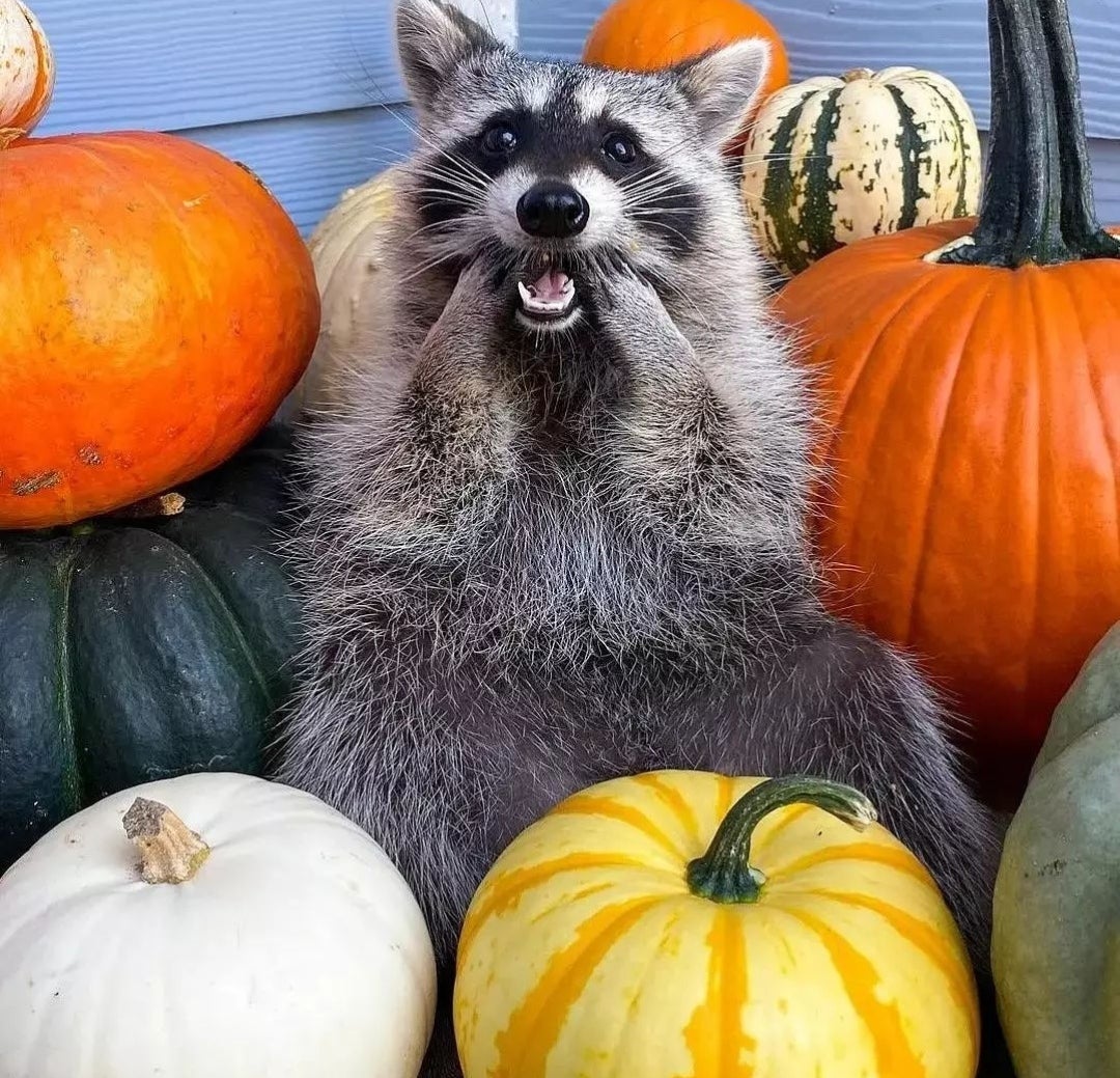 Raccoon smiling with pumpkins