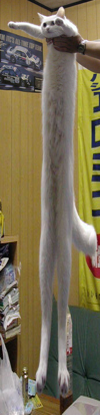 Longest Cat