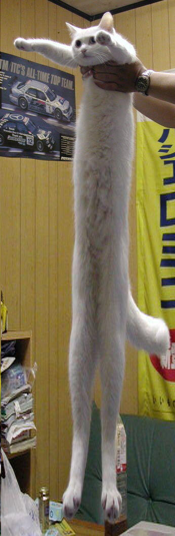 Longest Cat