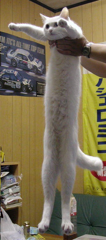 Longest Cat