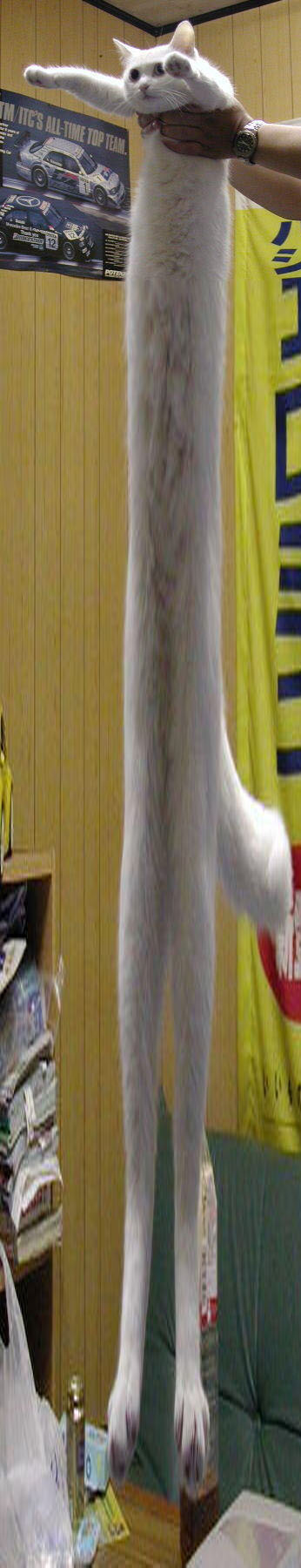 Longest Cat