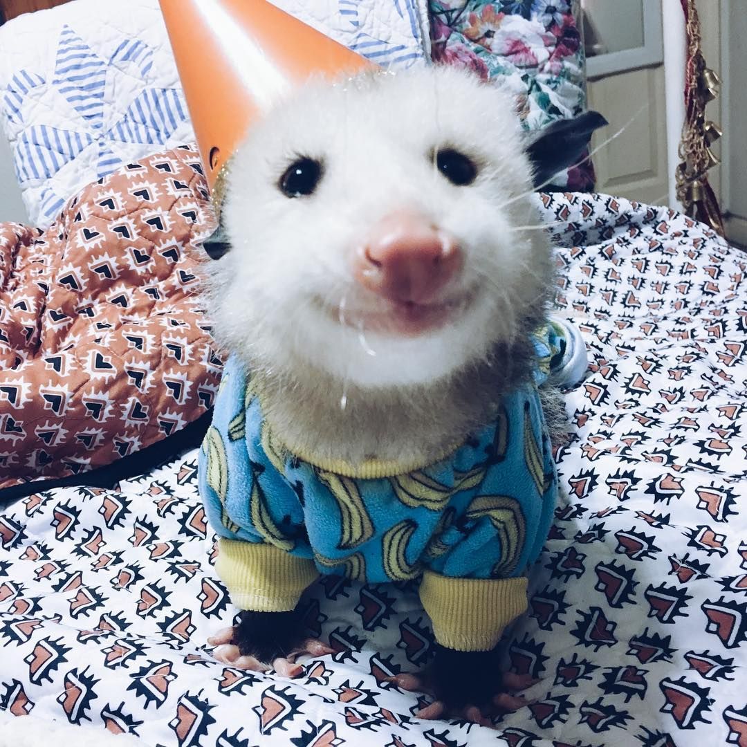Happy Possum