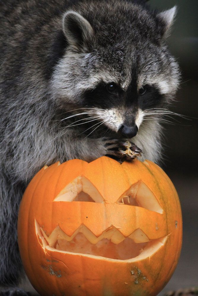 Raccoon Eating Carved Pumpkin