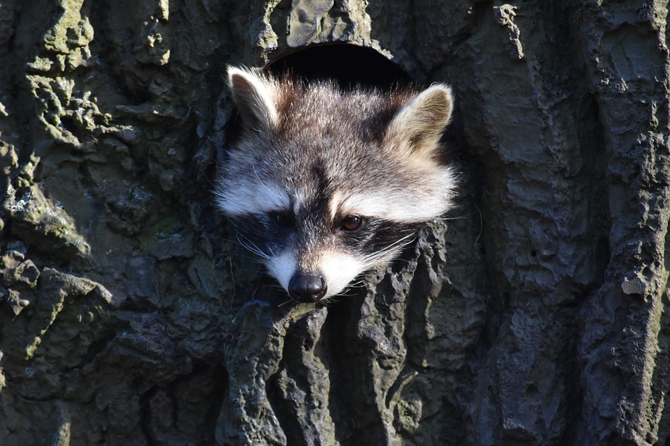 Raccoon face in tree