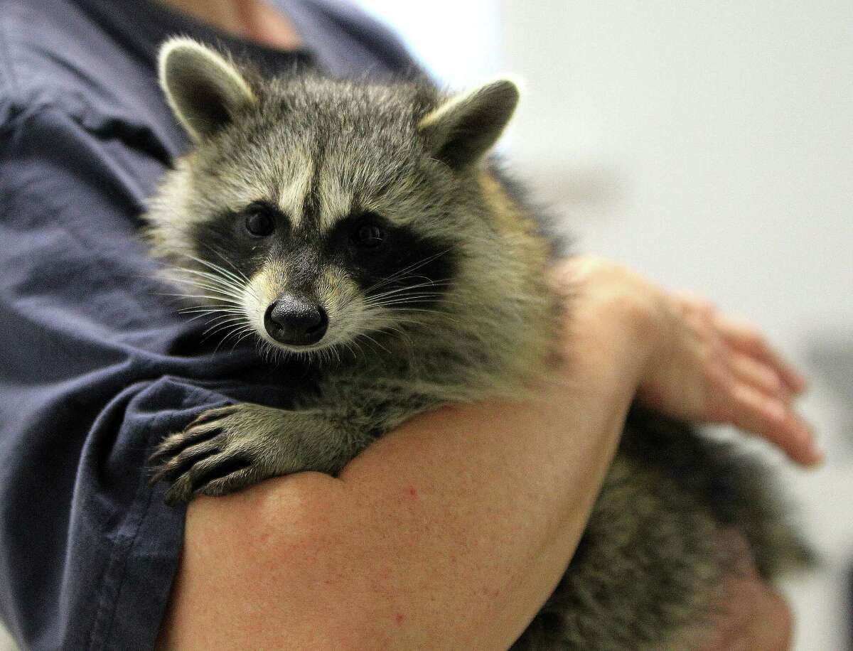 Raccoon being held