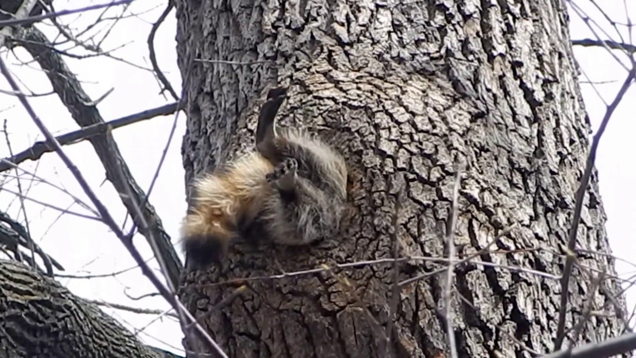 Raccoon in tree