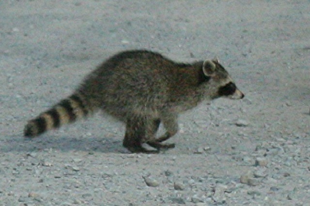 Raccoon running