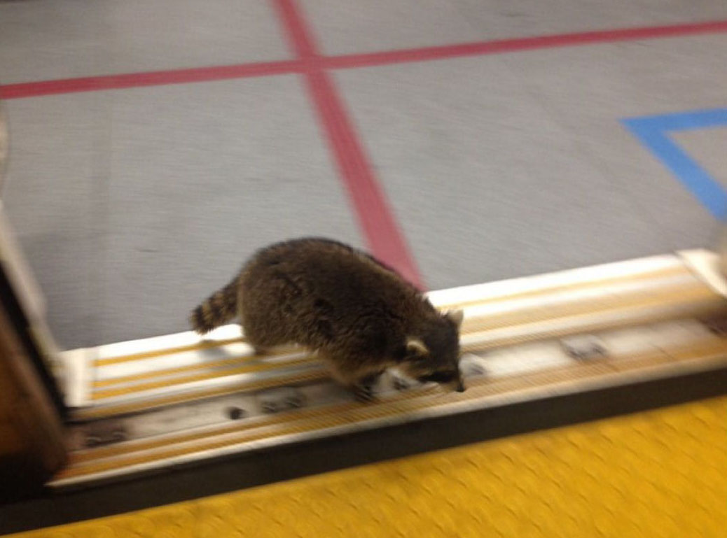Raccoon running in a subway