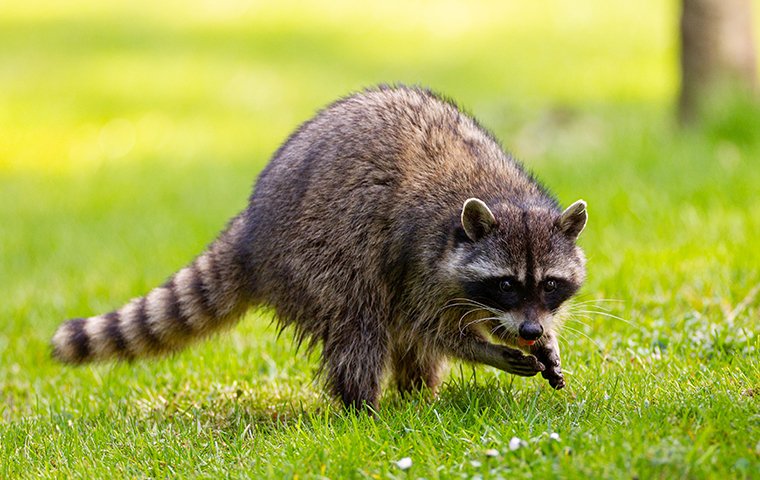 Raccoon scared