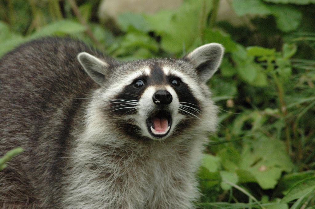Raccoon with paw on door