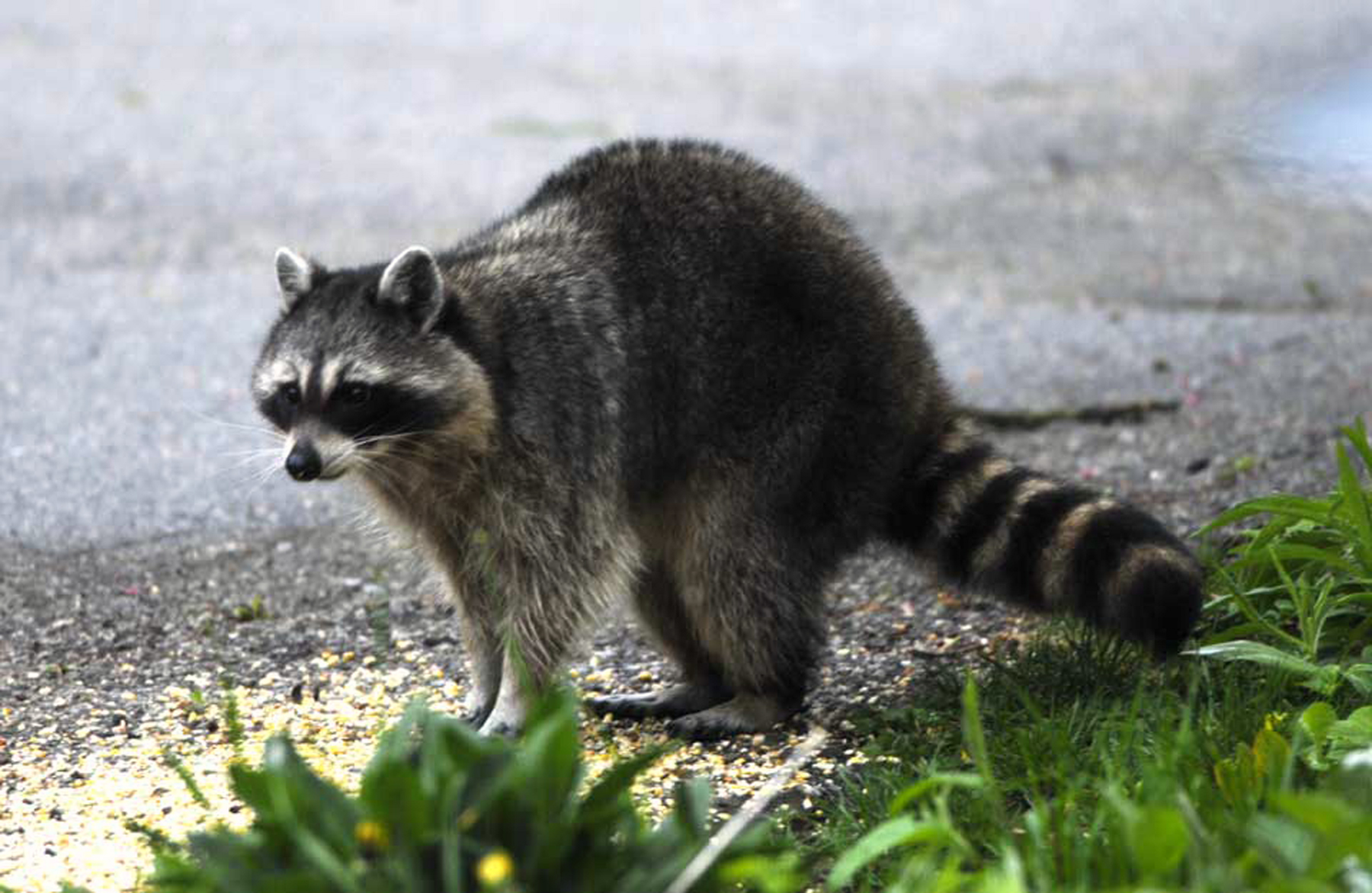 Raccoon standing by the road