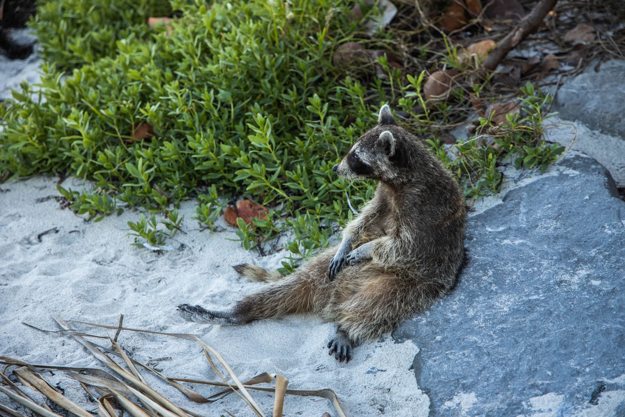 Raccoon staring off