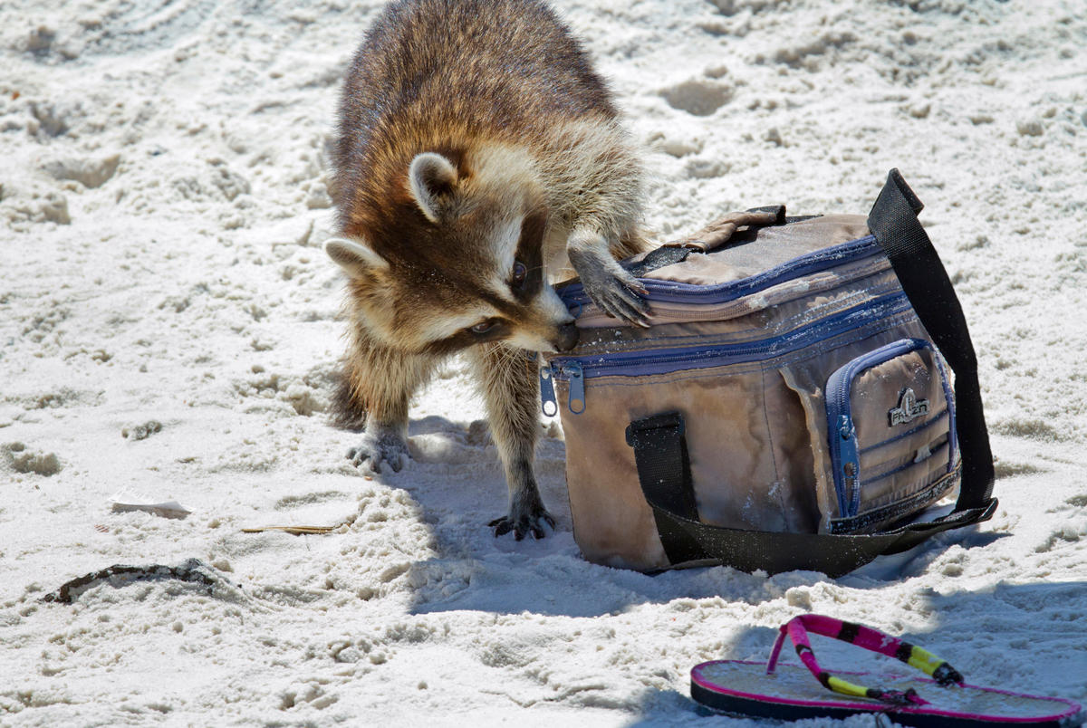 Raccoon stealing food