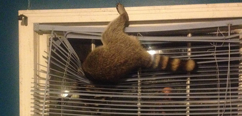 Raccoon climbing through the window